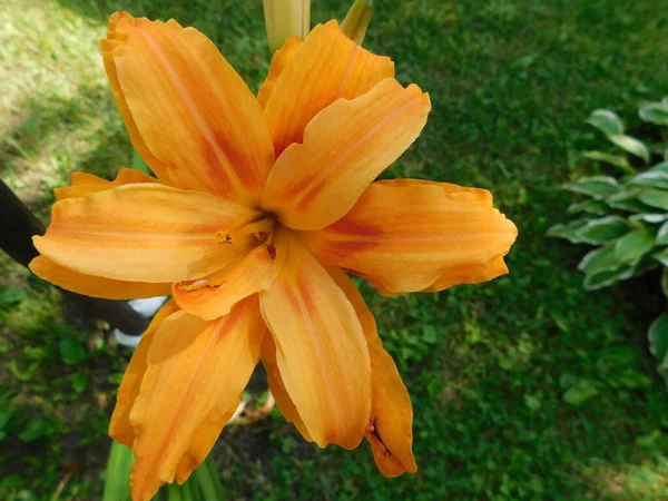 Yeşil Arka Planda Turuncu Bir Zambak Çiçeği — Stok fotoğraf