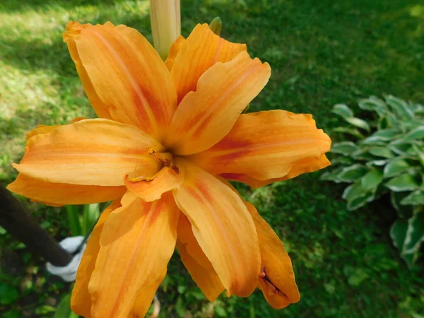 Оранжевый Цветок Лилии Зеленом Фоне Газона — стоковое фото