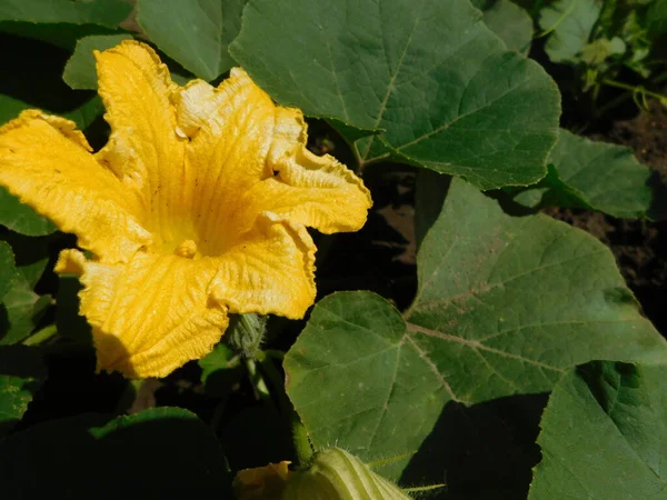 Yeşil yaprakların arasında sarı kabak çiçekleri.