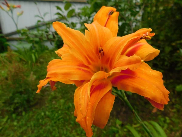 Lily çiçekler farklı renklerde ile bahçenin köşesinde. — Stok fotoğraf