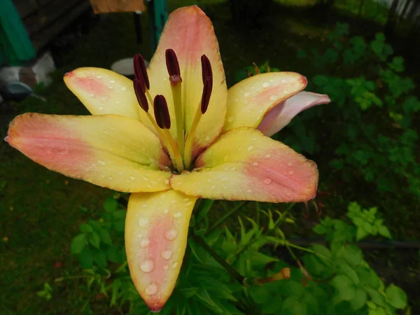 Lily çiçekler farklı renklerde ile bahçenin köşesinde. — Stok fotoğraf