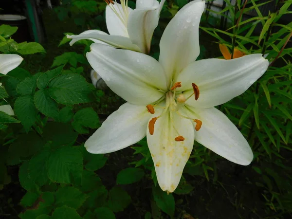 Hoek van de tuin met lelie bloemen in verschillende kleuren. — Stockfoto