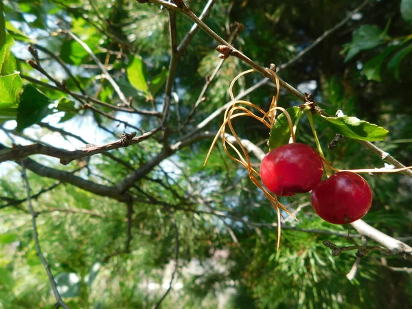 Rote Kirschen auf einem Ast — Stockfoto