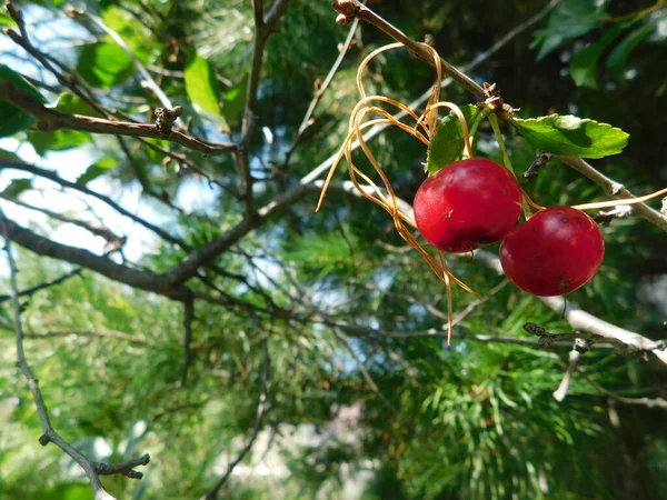 Cerezas rojas en una rama de árbol — Foto de Stock