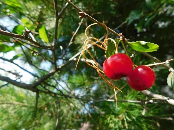Červené třešně na větvi stromu — Stock fotografie