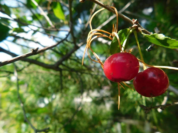Červené třešně na větvi stromu — Stock fotografie