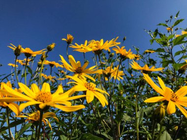 Rudbeckia çiçekleri parlak mavi gökyüzü arka planında
