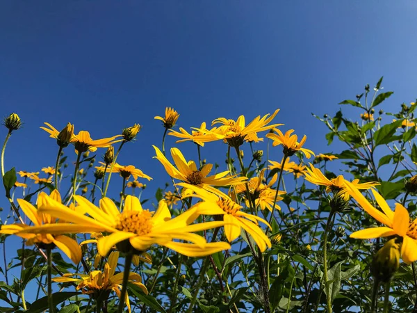 Stock image Rudbeckia flowers on bright blue sky background