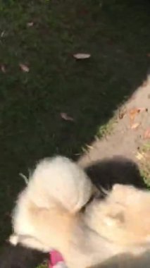 Pomeranian Spitz sahibinin gelişine seviniyor.