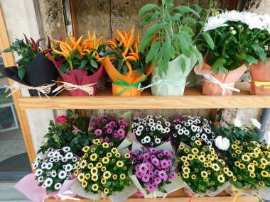 Çiçeklerin yanında farklı çiçekler ve bitkiler zıplıyor. Renkli resim