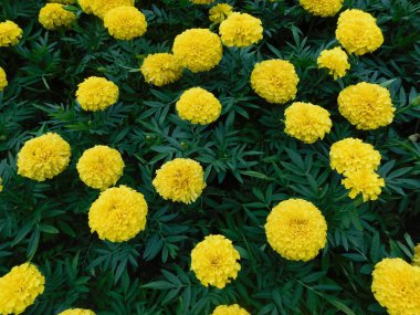 Yazın güneşli bir günde kadife çiçekleri, gri ve yeşil yapraklar arasında kapanıyor.