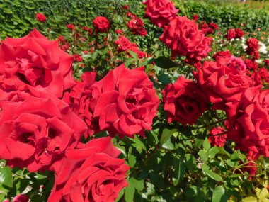 Şehir parkında çeşitli gül çeşitleri