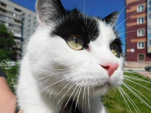 街上的一只黑白相间的猫 在蓝天的衬托下 在绿草中 — 图库照片