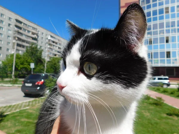 街上的一只黑白相间的猫 在蓝天的衬托下 在绿草中 — 图库照片