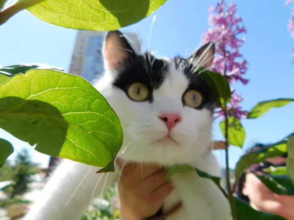 Gato Preto Branco Rua Grama Verde Contra Céu Azul — Fotografia de Stock