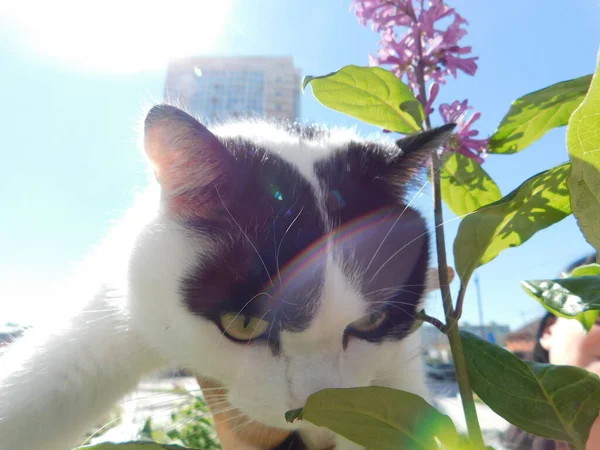 Gato Preto Branco Rua Grama Verde Contra Céu Azul — Fotografia de Stock