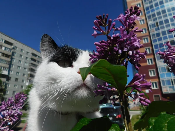 Gato Preto Branco Rua Grama Verde Contra Céu Azul — Fotografia de Stock