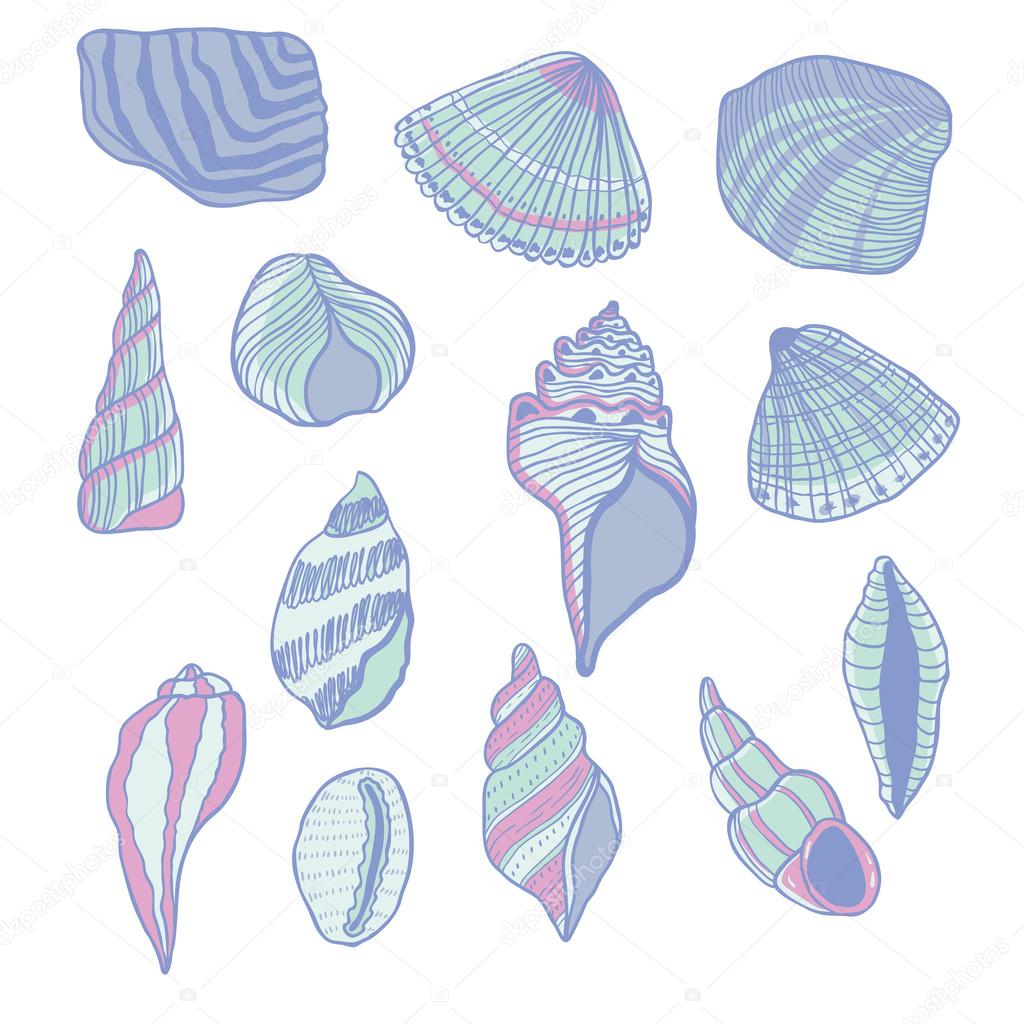 Seashells vector set. Beautiful nature textures and lines.