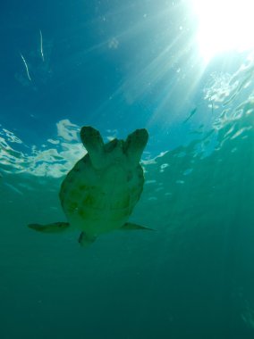 Turtle swimming in the sea clipart