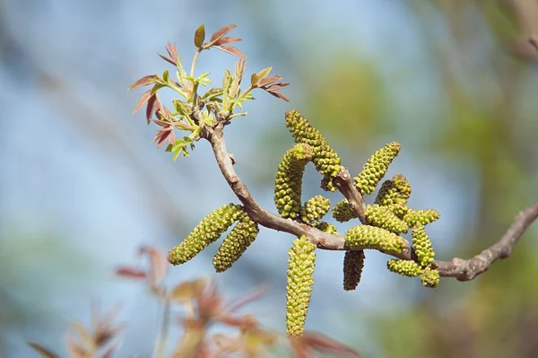 çiçekli dal ceviz gökyüzü arka plan üzerinde