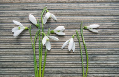 Kardelen ahşap doku arka plan üzerinde