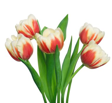 Beyaz arka planda bir buket lale.