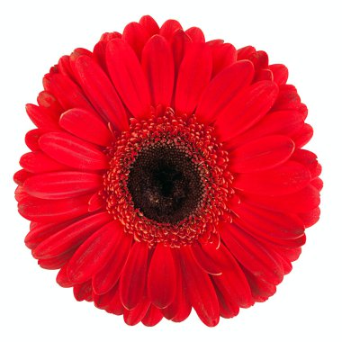 beyaz zemin üzerine kırmızı gerbera