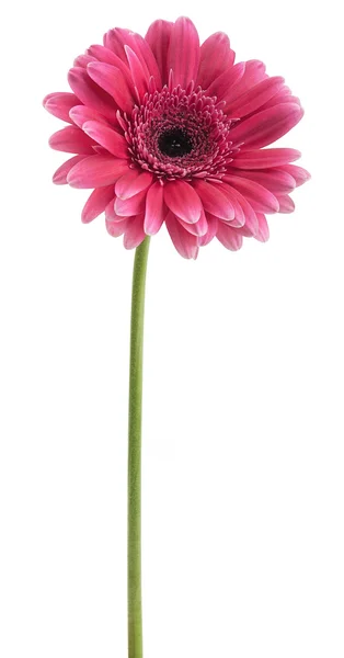 Pink gerbera on a stalk — Stock Photo, Image