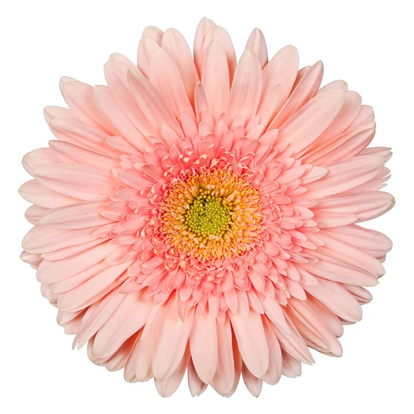 Gerbera pink színű, fehér háttér — Stock Fotó