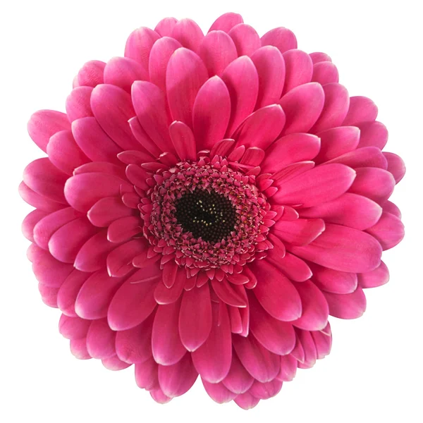 Gerbera pink színű, fehér háttér — Stock Fotó