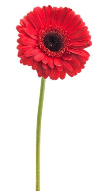 bir sap üzerinde kırmızı gerbera