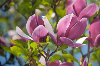 Renkli pembe Manolya çiçek. Bahar çiçek arka plan