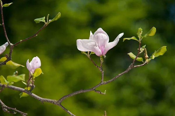 Magnolia bloemen, op een vage groene achtergrond — Stockfoto