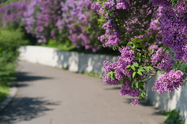 Förgrena sig av en blommande Syren. våren bakgrund Royaltyfria Stockfoton