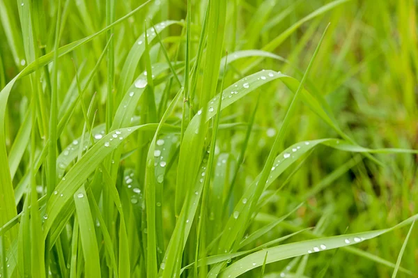 Morning dew on blades of grass during sunrise