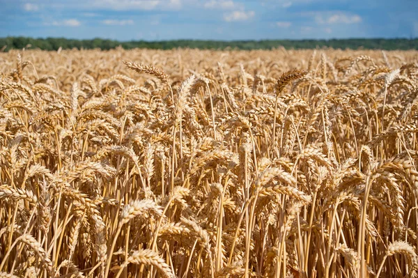 Buğday tarlası. Yaz arka plan — Stok fotoğraf