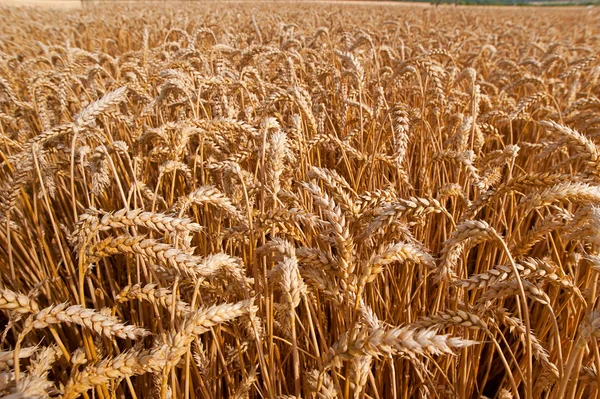 Buğday Yakın Çekim Alanı Spikelets — Stok fotoğraf