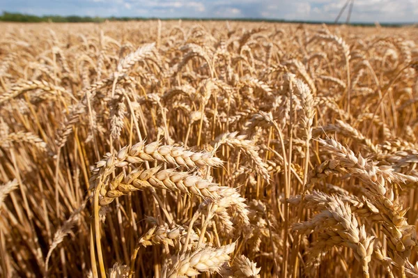 Buğday yakın çekim alanı spikelets — Stok fotoğraf