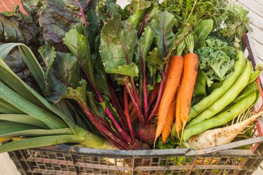 Bir kutuda toplanan taze sebzelerin (pırasa, pancar kökü, havuç, geniş fasulye, turp, lahana) yakın çekimi