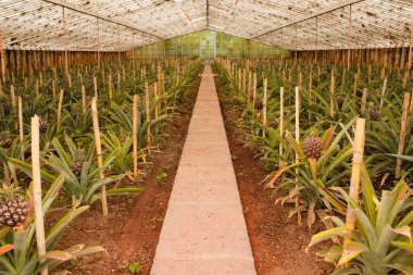 Ponta Delgada, Azores, Portekiz 'deki ananas çiftliğinin panoramik manzarası