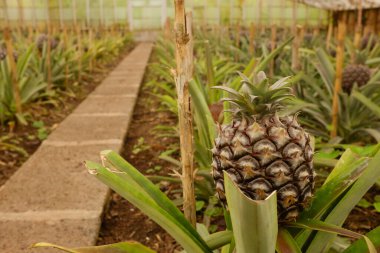 Portekiz, Azores, Ponta Delgada 'daki serada ananas çiftliğinde olgun ananasın yakın çekimi