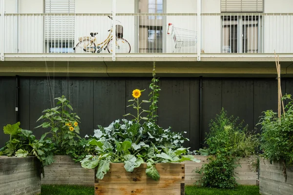 Agricultura Urbana Jardim Comunitário Cidade Como Vida Sustentável — Fotografia de Stock