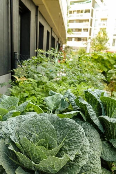 Rolnictwo Miejskie Ogród Miejski Mieście Jako Zrównoważone Życie — Zdjęcie stockowe