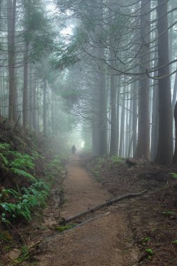Pico da Vara yolunda yürümek sisli bir sabahta Portekiz, Azores, Sao Miguel Adası 'ndaki subtropikal orman boyunca.