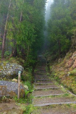 Pico da Vara yolunda yürümek sisli bir sabahta Portekiz, Azores, Sao Miguel Adası 'ndaki subtropikal orman boyunca.