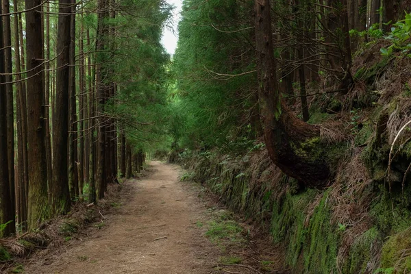 Pico da Vara yolunda yürümek sisli bir sabahta Portekiz, Azores, Sao Miguel Adası 'ndaki subtropikal orman boyunca.