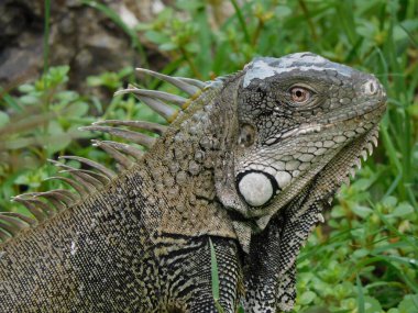 yeşil iguana Curaao 'da