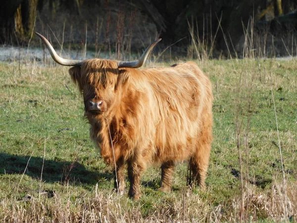Highland cow in nature