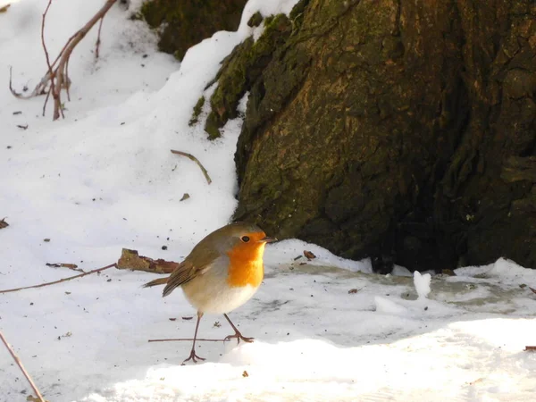 Robin Nieve — Foto de Stock