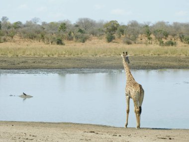 Göldeki bebek zürafa